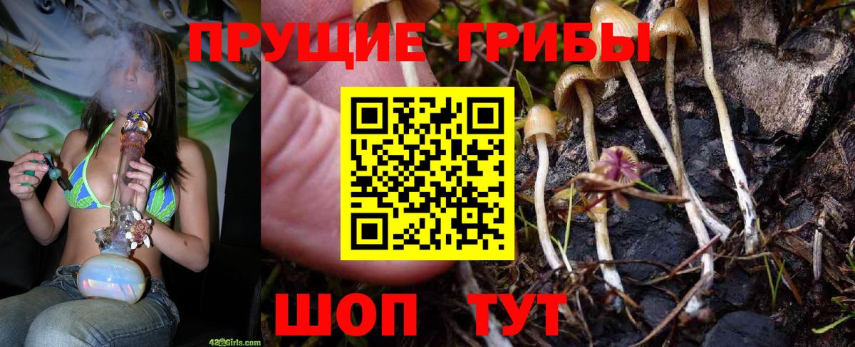 Новосибирск  Псилоцибиновые грибы GOLDEN TEACHER  Вход с VPN 